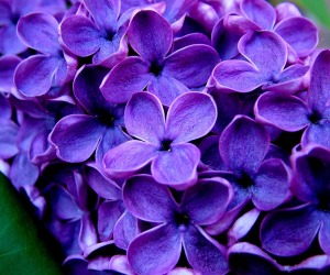 Purple Flowers Wallpapers