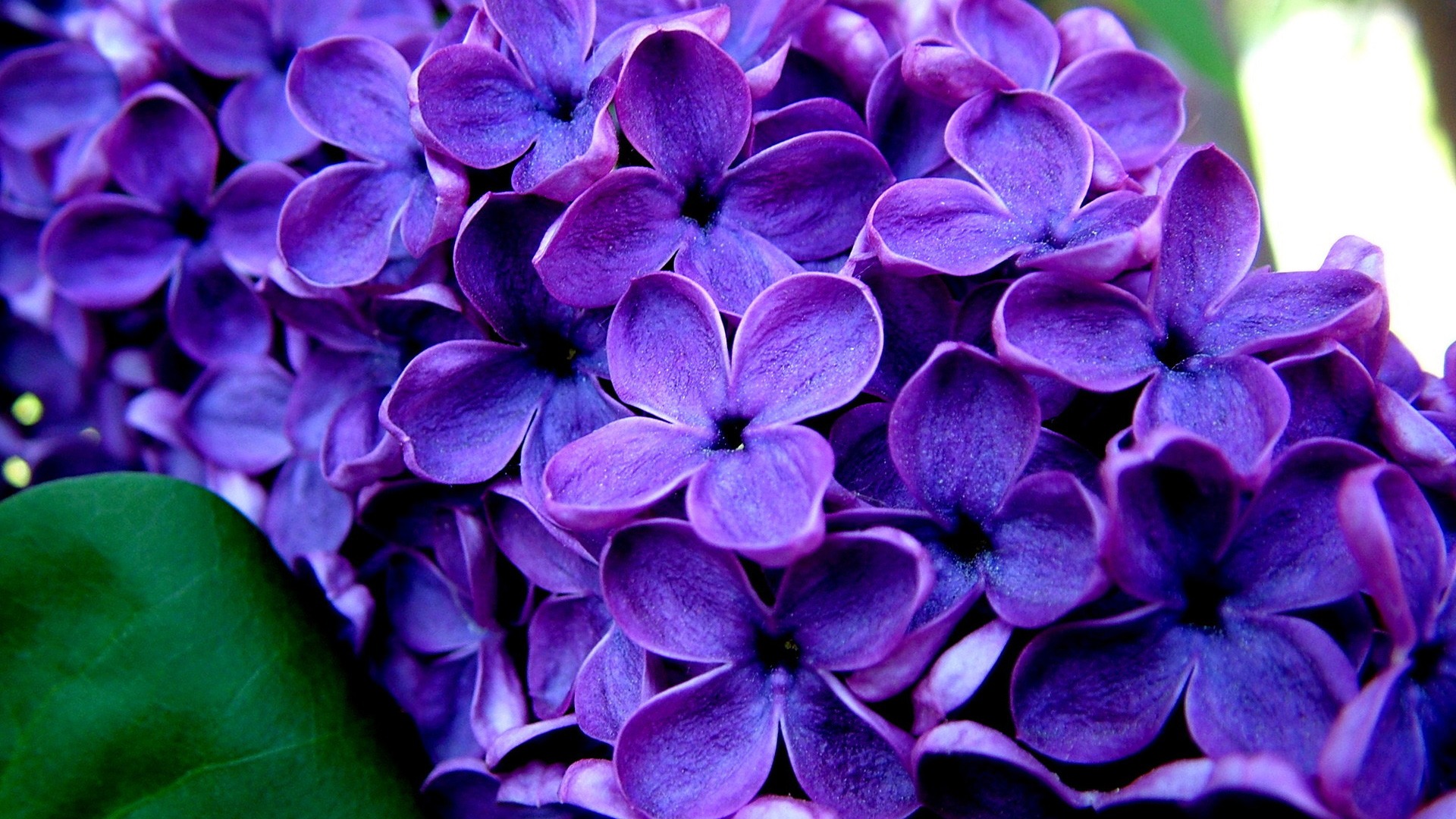 Purple Flowers Wallpapers – Page 13587 – Movie HD Wallpapers