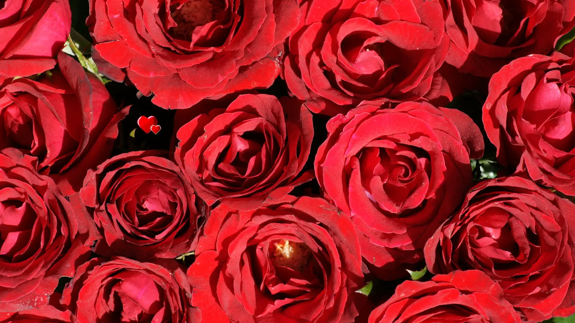 Red Flowers Wallpapers