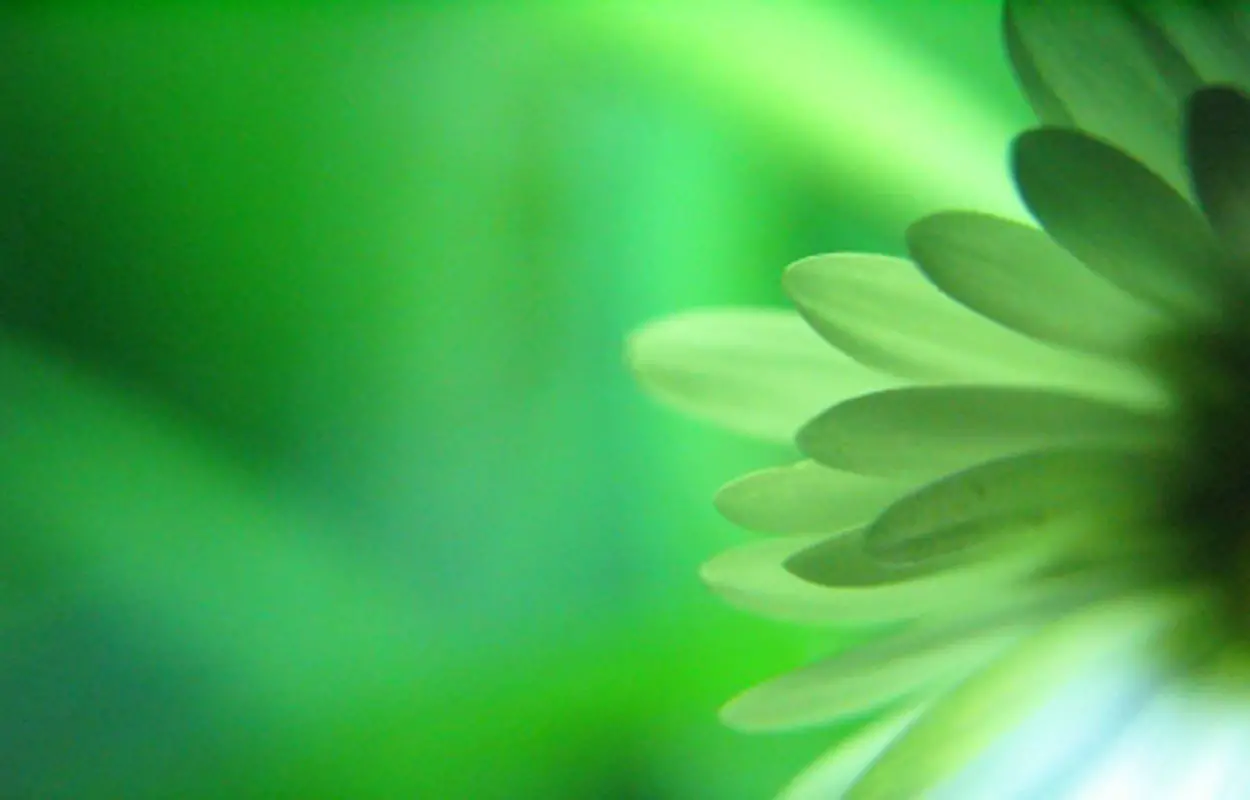 Green Flowers Wallpapers – Page 13244 – Movie HD Wallpapers