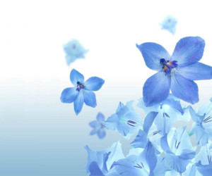 Blue Flowers Wallpapers