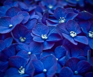 Blue Flowers Wallpapers