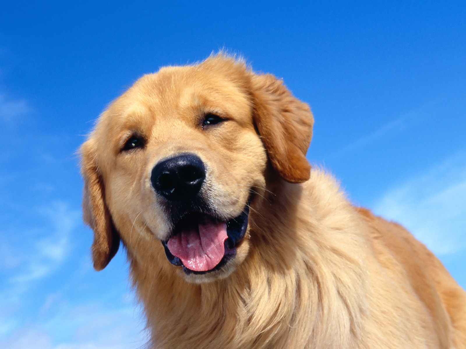 Golden Retriever Wallpapers