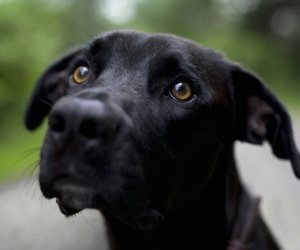 Dog Wallpapers