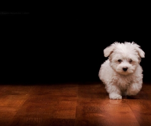 Dog Wallpapers