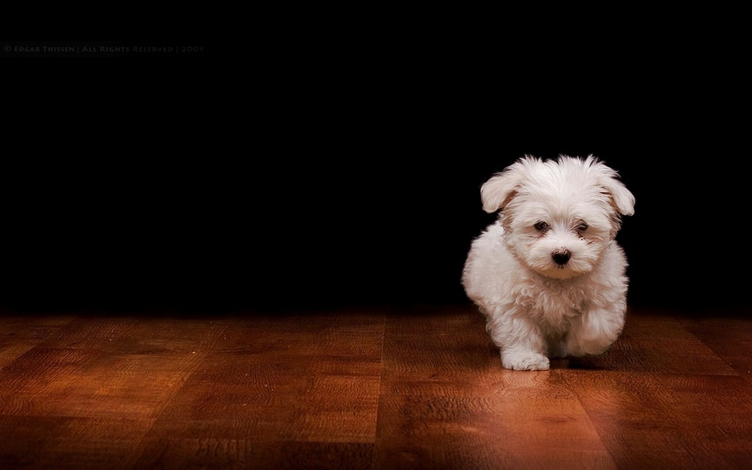 Dog Wallpapers - Movie HD Wallpapers