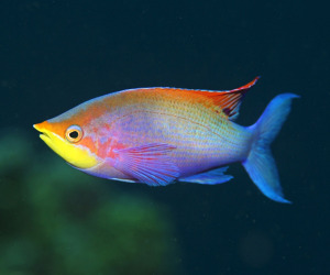 Fish HD Wallpapers