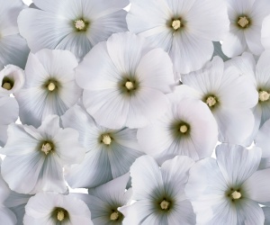 White Flowers Wallpapers