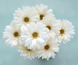 White Flowers Wallpapers