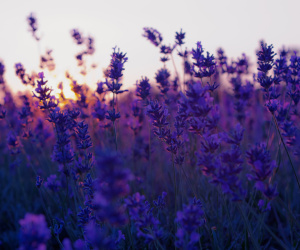 Lavender Flowers Wallpapers