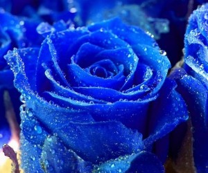 Blue Flowers Wallpapers