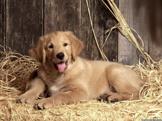 Golden Retriever Wallpapers