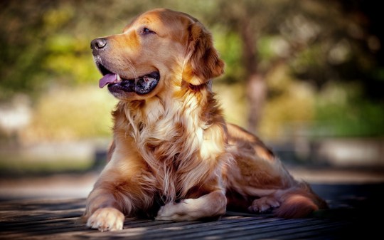 Golden Retriever Wallpapers