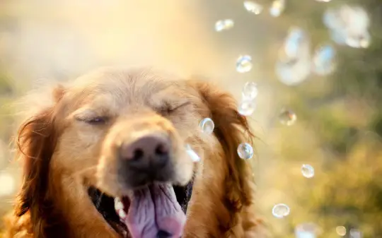 Golden Retriever Wallpapers