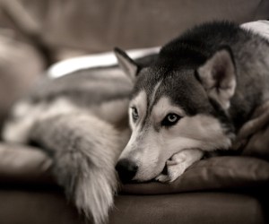 Husky HD Wallpapers