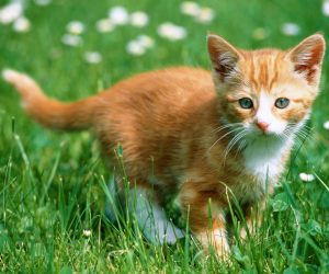 Kitten Wallpapers