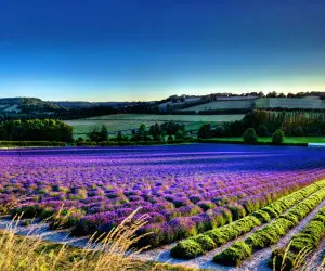 Lavender Flowers Wallpapers