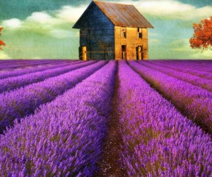 Lavender Flowers Wallpapers