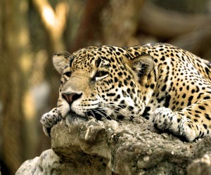 Leopard Wallpapers