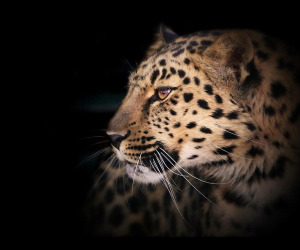 Leopard Wallpapers