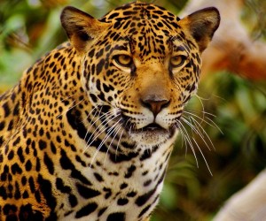 Leopard Wallpapers