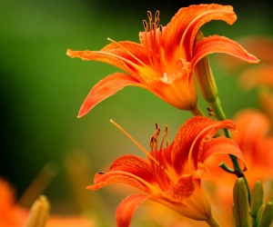 Orange Flowers Wallpapers