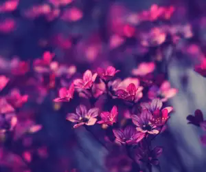 Purple Flowers Wallpapers
