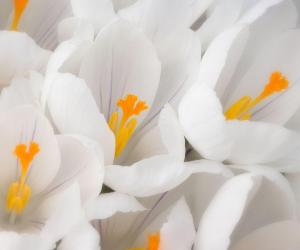 White Flowers Wallpapers