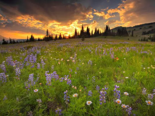 Flower Meadow Wallpapers