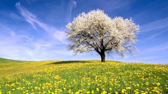 Flower Meadow Wallpapers