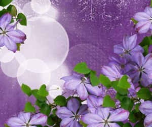 Lavender Flowers Wallpapers