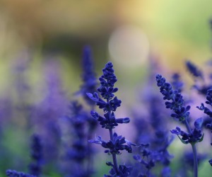 Lavender Flowers Wallpapers