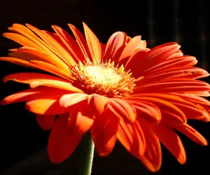 Orange Flowers Wallpapers