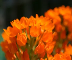 Orange Flowers Wallpapers