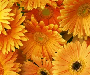 Orange Flowers Wallpapers