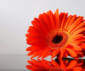 Orange Flowers Wallpapers