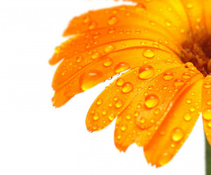 Orange Flowers Wallpapers