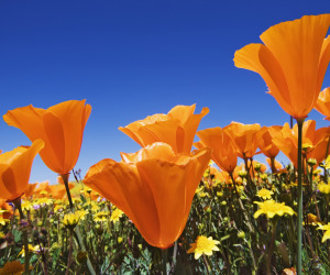 Orange Flowers Wallpapers