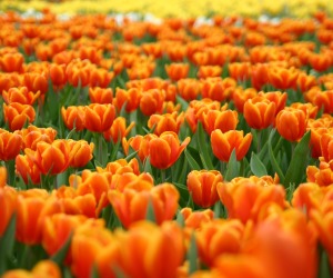 Orange Flowers Wallpapers