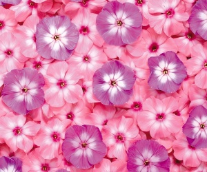 Pink Flowers Wallpapers