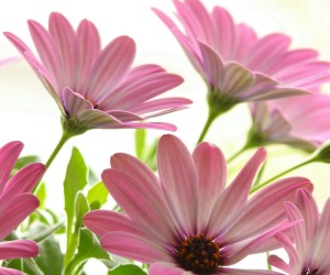 Pink Flowers Wallpapers