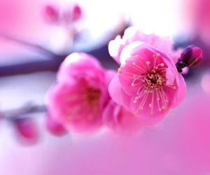 Pink Flowers Wallpapers