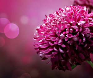 Purple Flowers Wallpapers