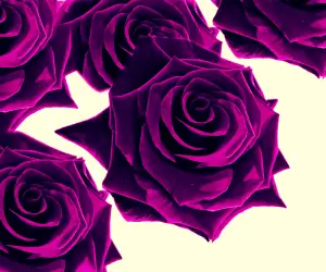 Purple Flowers Wallpapers