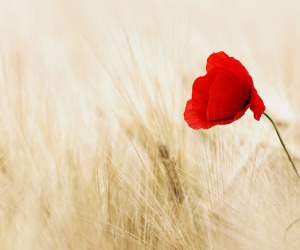 Red Flowers Wallpapers