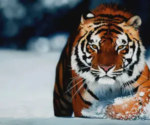 Tiger Wallpapers