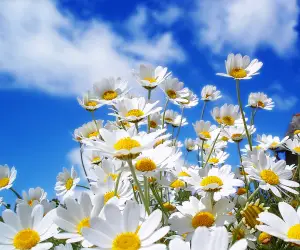 White Flowers Wallpapers