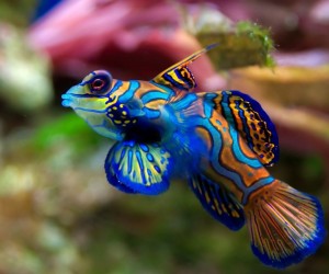 Fish HD Wallpapers