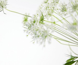 White Flowers Wallpapers