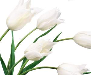 White Flowers Wallpapers